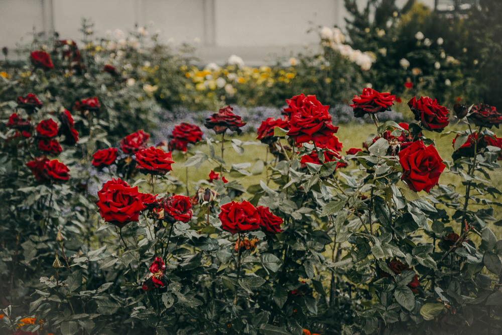 Close up red roses with green stems in a garden.