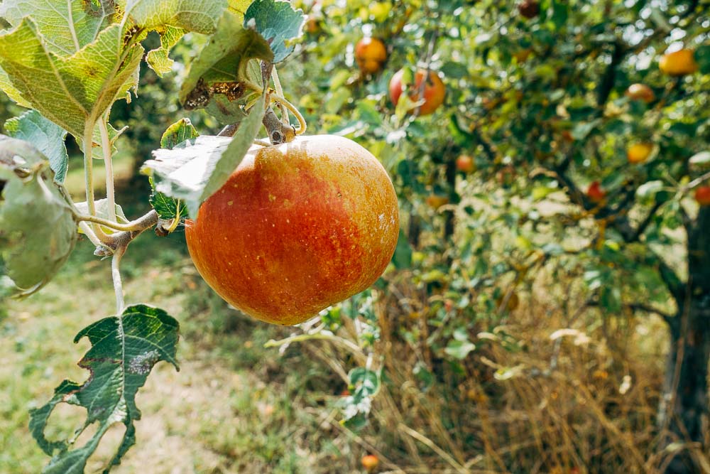 apple handing off a tree in an orchard