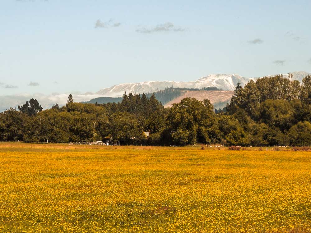 A field of golden flowers with snow capped mountains in the background near Arthurs Pass, New Zealand.