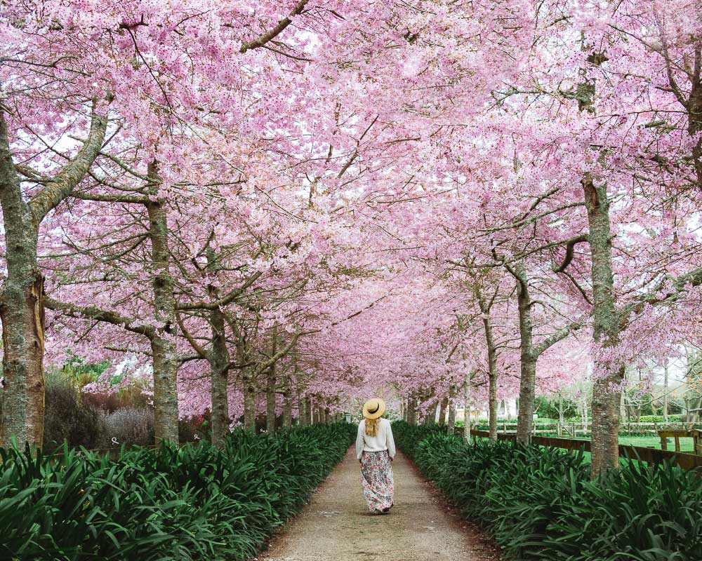 When is the best time to visit New Zealand. Photo of me walking down a path lined with pink cherry blossom trees in bloom during spring in New Zealand.
