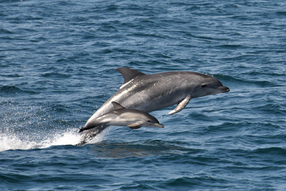 An adult and baby dolphin jumping out of blue water while on a whale and dolphin watching tour in Kaikoura, New Zealand.