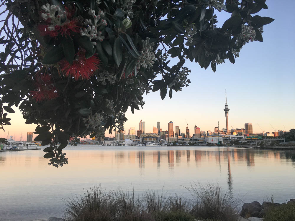 Pohutakawa Tree with red blooms in foreground and Auckland city skyline in the distance across the water at sunset.