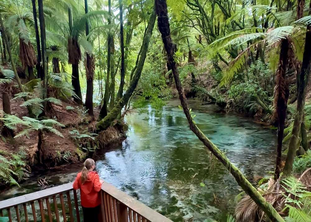 Person viewing the clear blue water of Hamurana Springs from an observation deck in Rotorua, New Zealand.