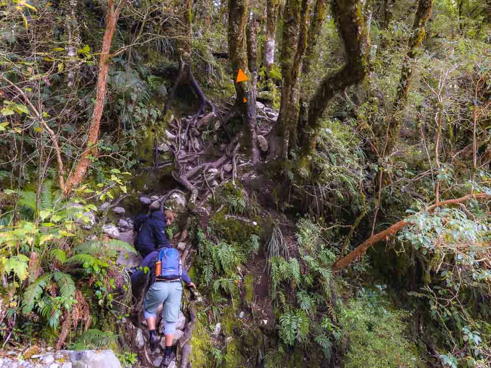 couple climbing up tree roots in the forest