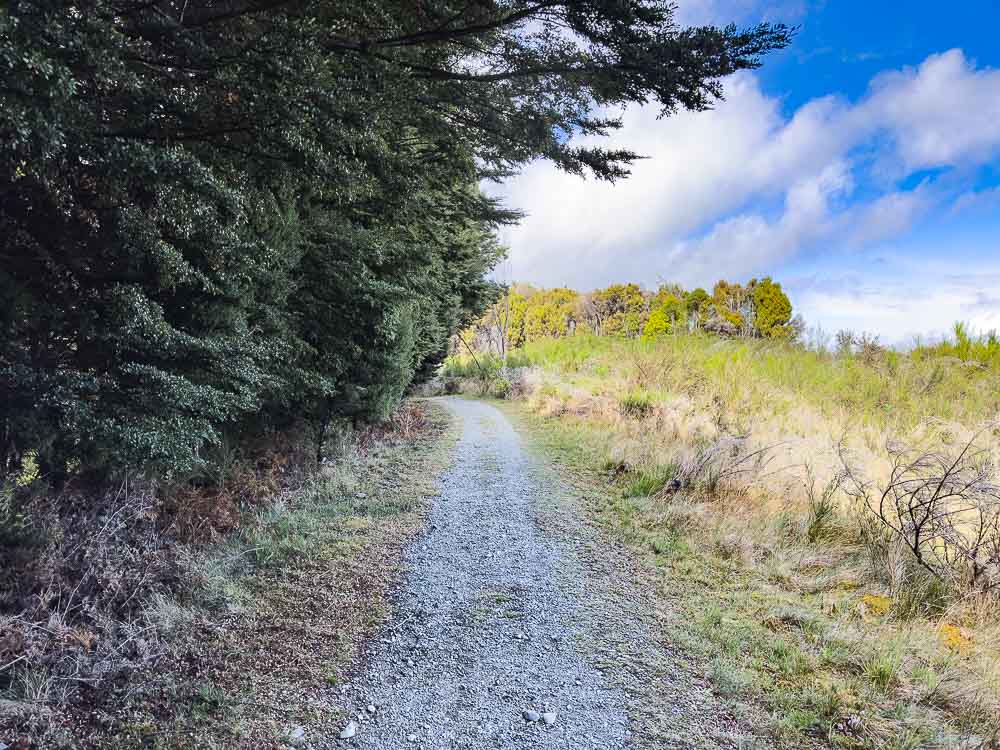 narrow gravel path leading alongside a forest