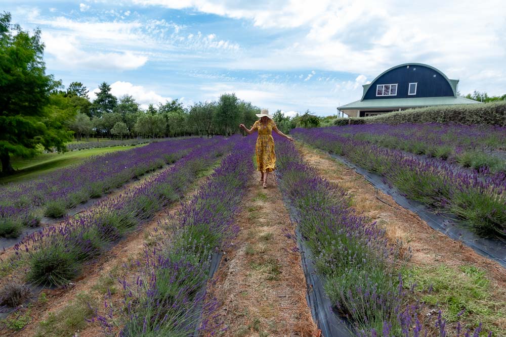 Girl in yellow dress walking through a lavender field with a blue house on a hill in the background.