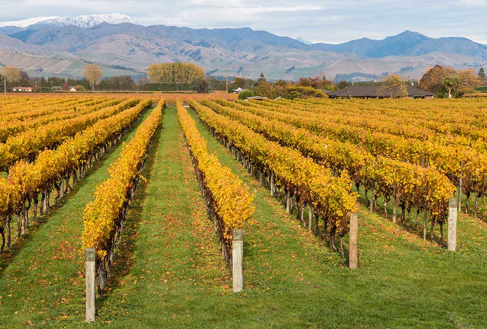 Rows of golden color grapevines in front of snow capped mountains in Marlborough New Zealand in autumn.