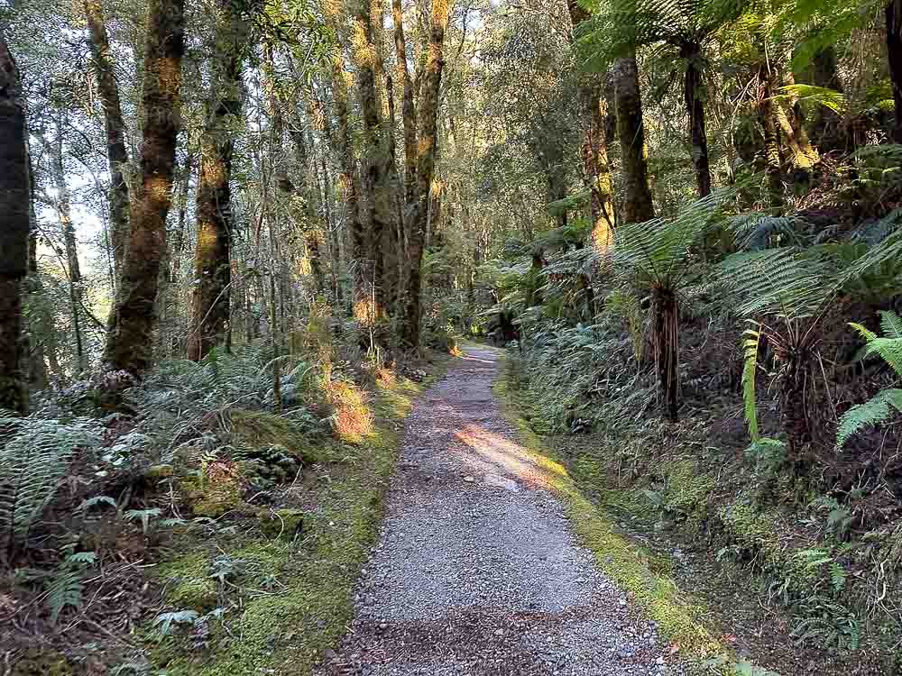 Walking track through lush green forest
