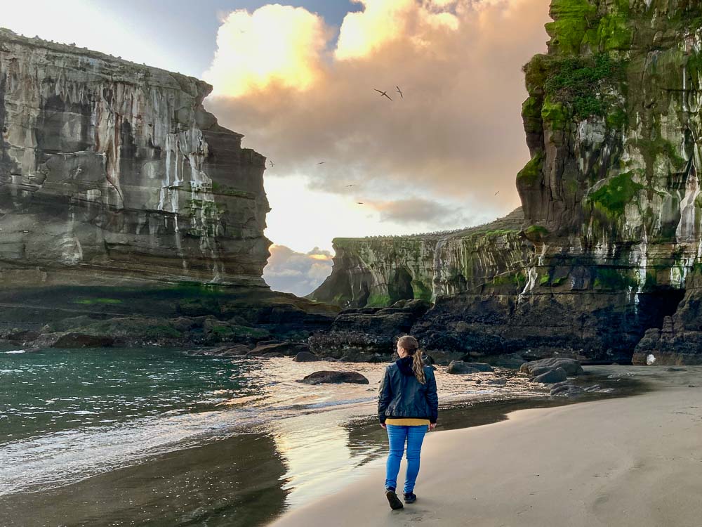 Woman walking along the black sand Muriwai Beach on Auckland's west coast with surrounded by towering cliffs and the gannet colony nesting on an outcrop in the distance.