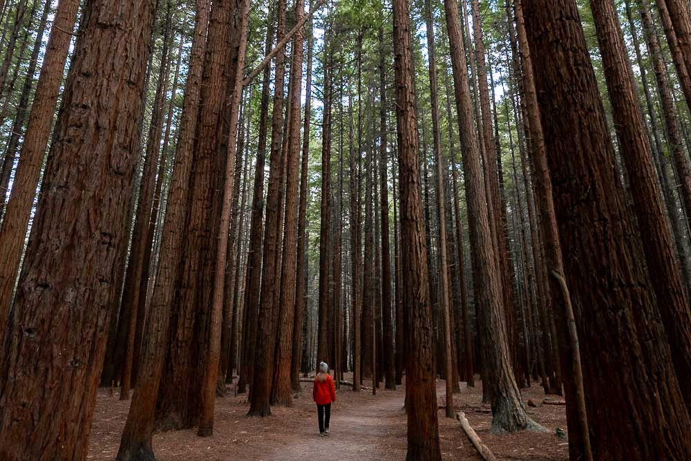 Woman in a red jacket walking along a narrow trail through giant Redwood trees in Whakarewarewa Forest, Rotorua, New Zealand.