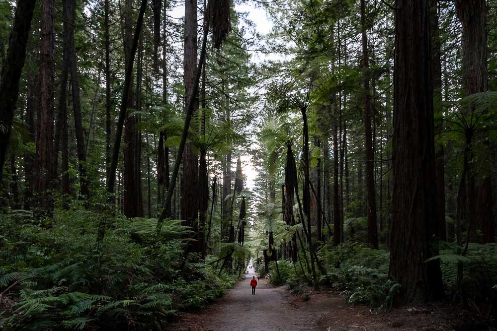 Person walking along a forest path surrounded by towering redwood trees in Whakarewarewa Forest, Rotorua, New Zealand.