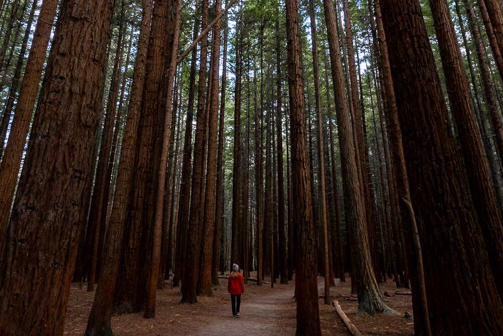 Woman in a red jacket walking along a narrow trail through giant Redwood trees in Whakarewarewa Forest, Rotorua, New Zealand.
