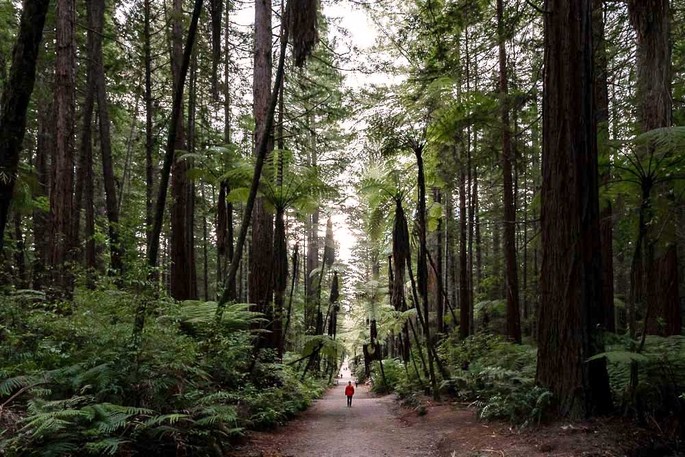 Person walking along a forest path surrounded by towering redwood trees in Whakarewarewa Forest, Rotorua, New Zealand.