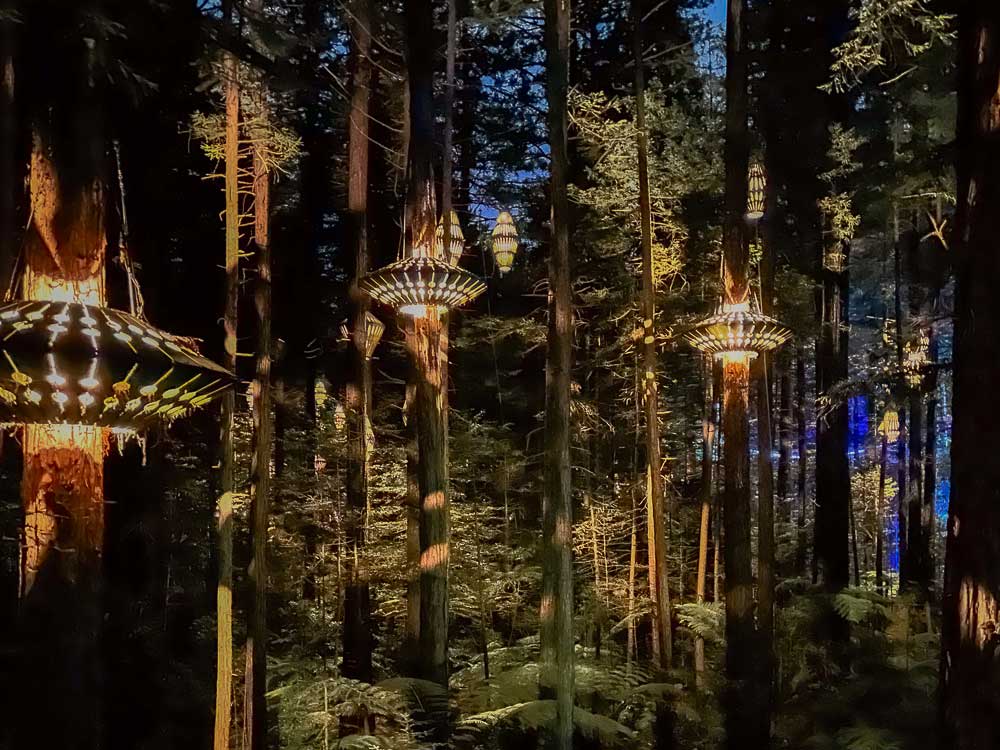 Brightly lit lanterns hanging from Redwood Trees at night at the Redwoods Treewalk in Rotorua New Zealand.