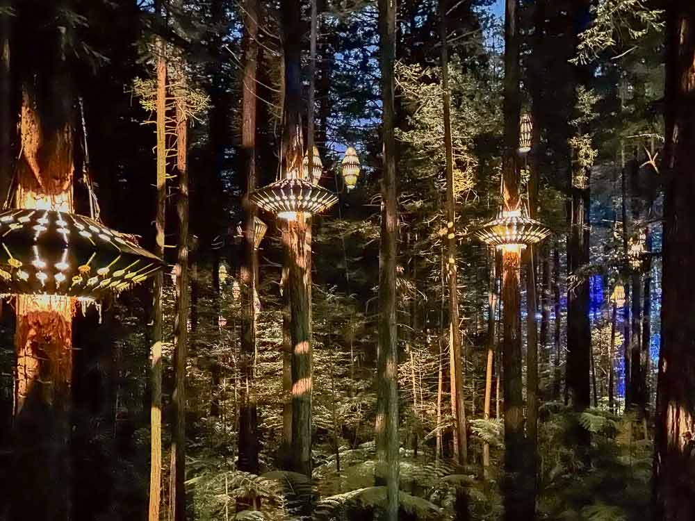 Brightly lit lanterns hanging from Redwood Trees at night at the Redwoods Treewalk in Rotorua New Zealand.