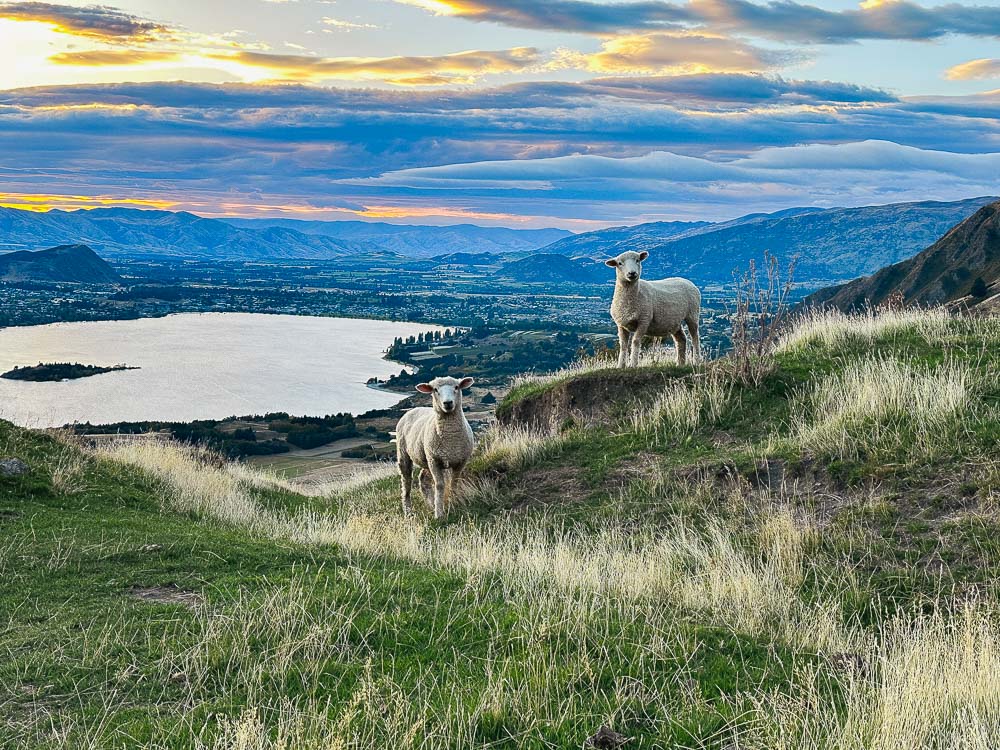 sheep standing on a grassy hill with a big lake in the background