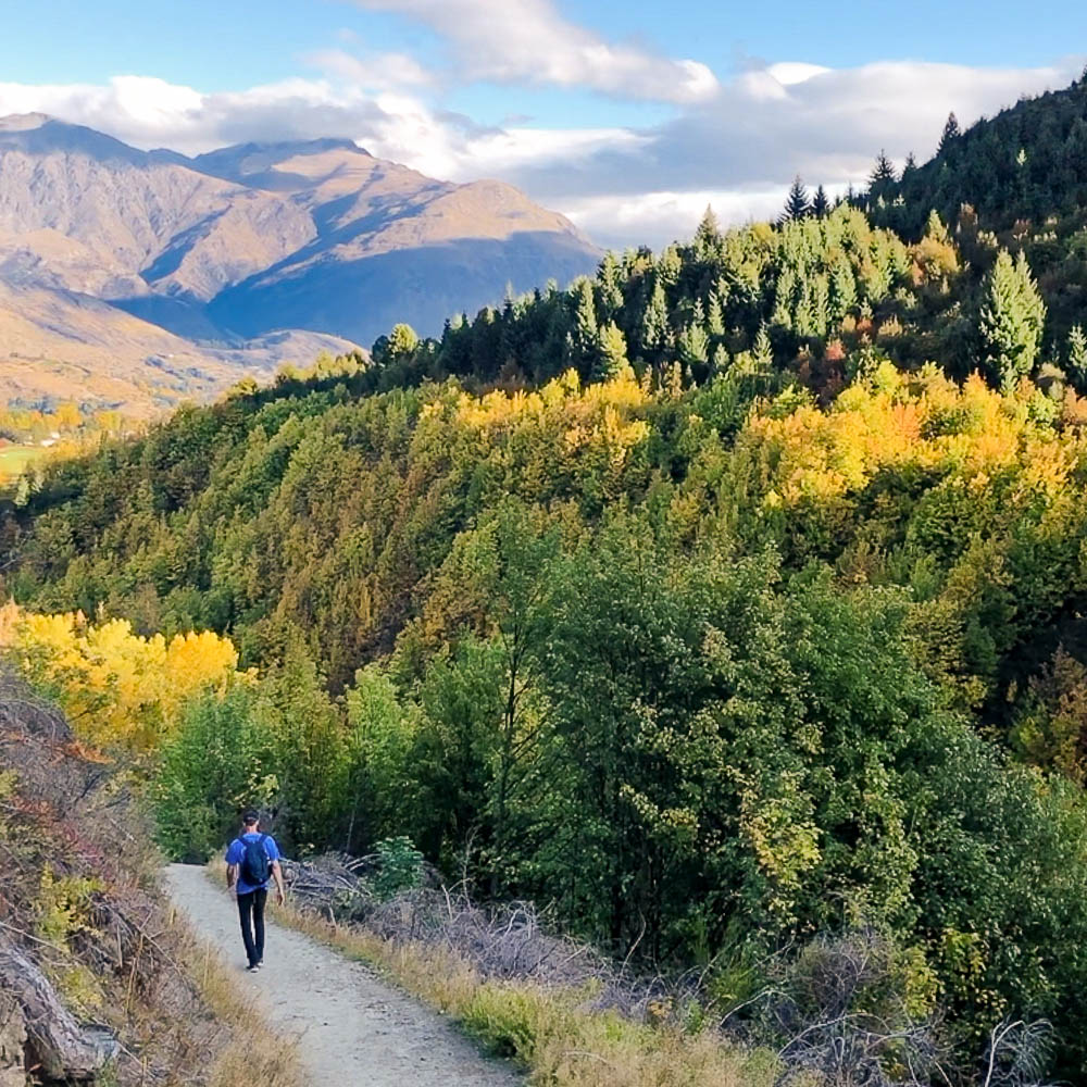 Colorful beech forest on sawpit gully trail