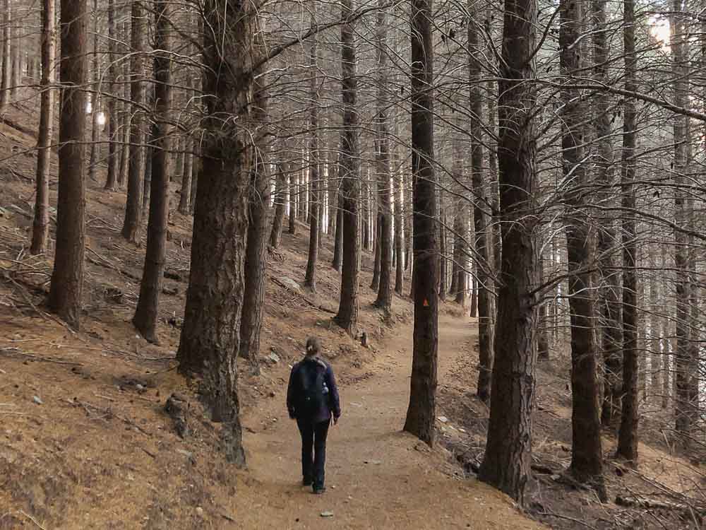 Girl walking along a path through a forest of bare trees on the Ben Lomond Track in Queenstown.