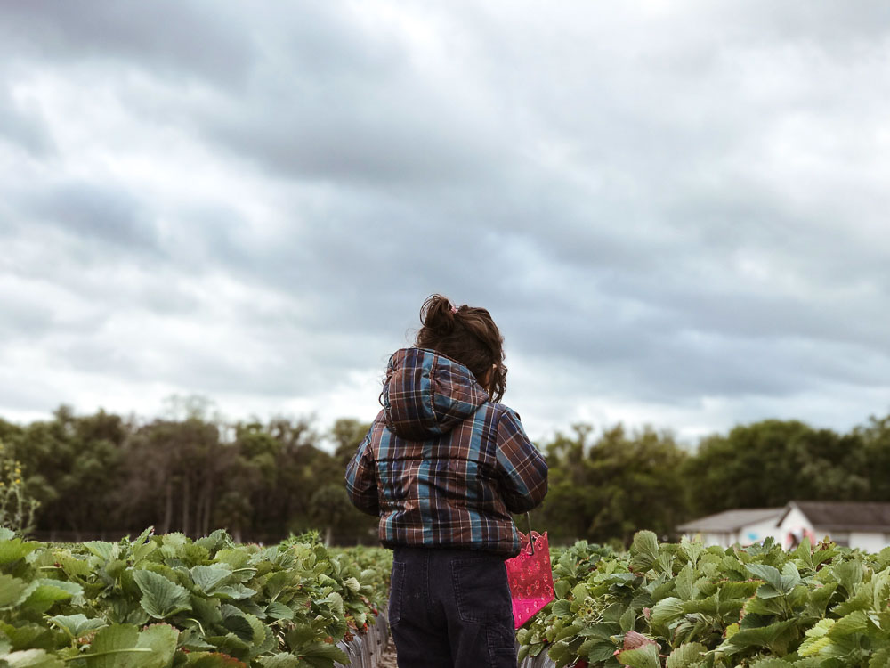 Child holding a red basket picking strawberries on a cloudy day in Auckland.