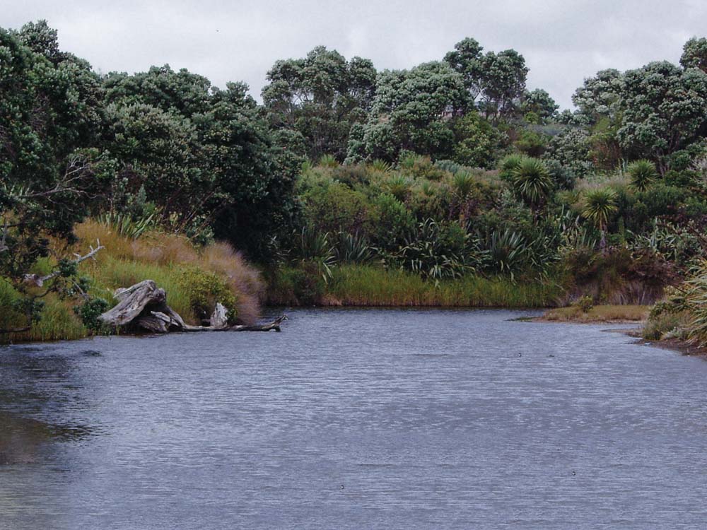 close up of lake surrounded by green bush
