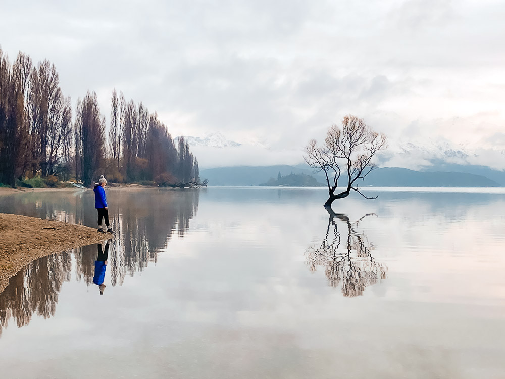 The famous Wanaka Tree on a winters day