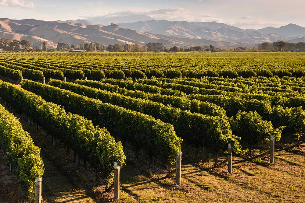 Rows of green vineyards in New Zealand with the mountains in the background.