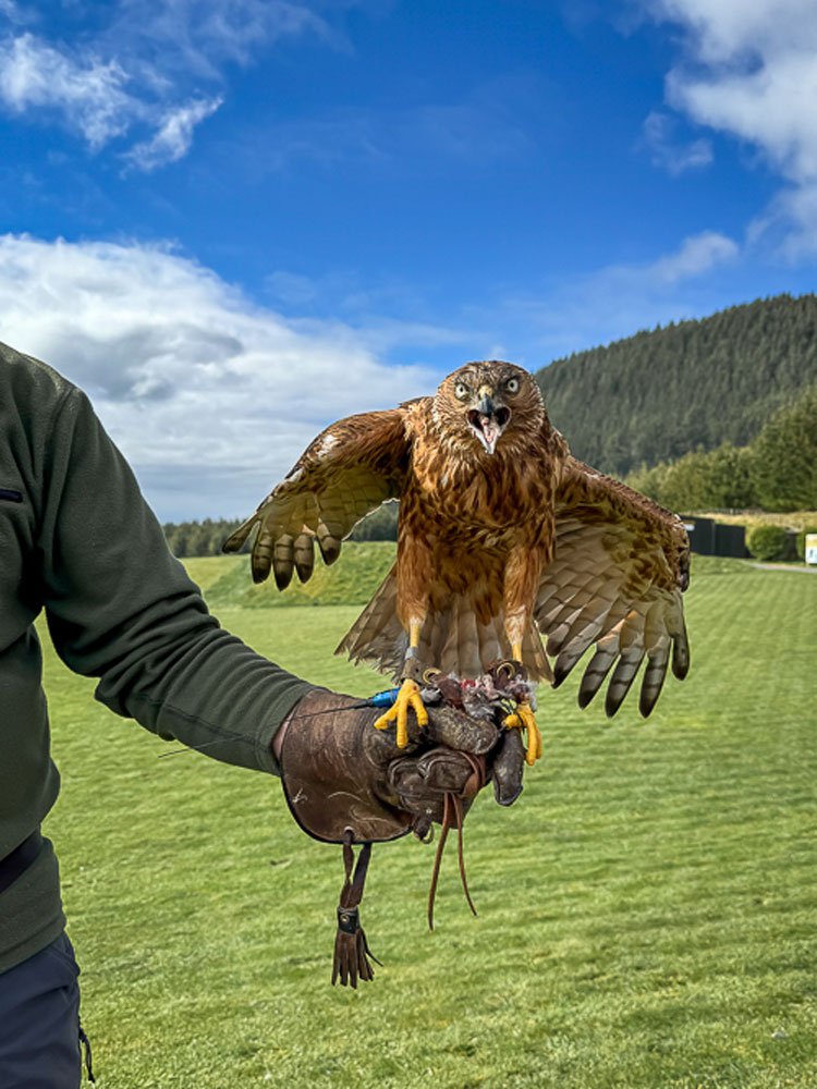 Fran the hawk spreading her wings at Wingspan Birds of Prey in Rotorua, New Zealand.