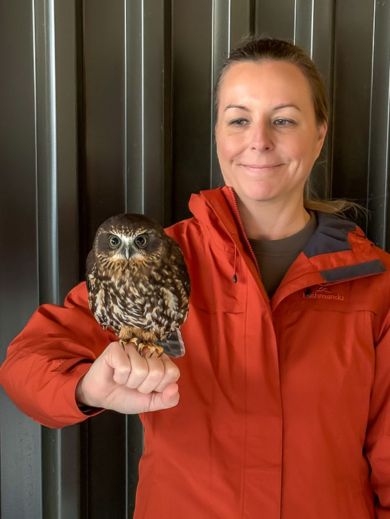 Knox the ruru (New Zealand morepork owl) perched on my hand at Wingspan Birds of Prey in Rotorua, New Zealand.