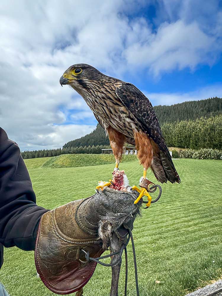 Ari the falcon perched on his handler’s gloved hand at Wingspan Birds of Prey in Rotorua, New Zealand.